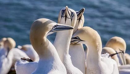 成人网站官网应用