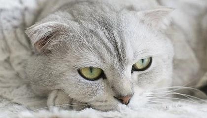 蜜芽188牢记永不失联官方下载安装